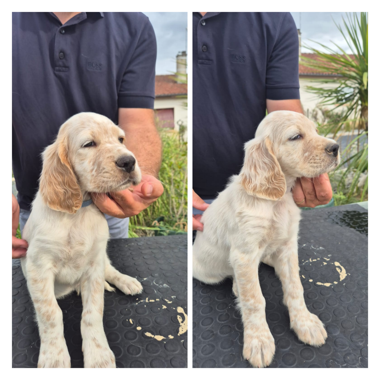 chiots mâles disponible le 08/08/2026