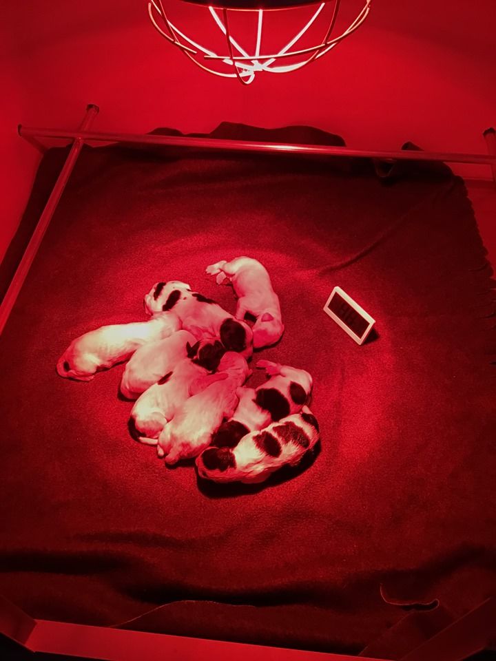 Du Roc Tanariva - naissance le 30/11/2019