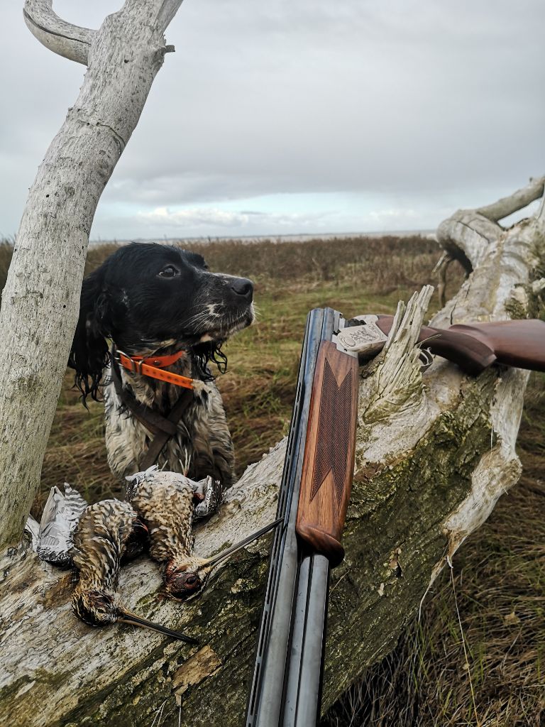 Chasse à la becassines