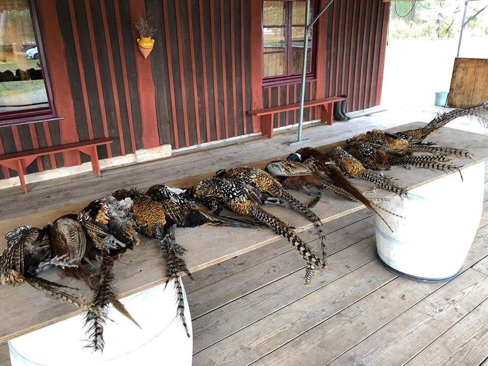 chasse au faisan vénéré et repas bécasse