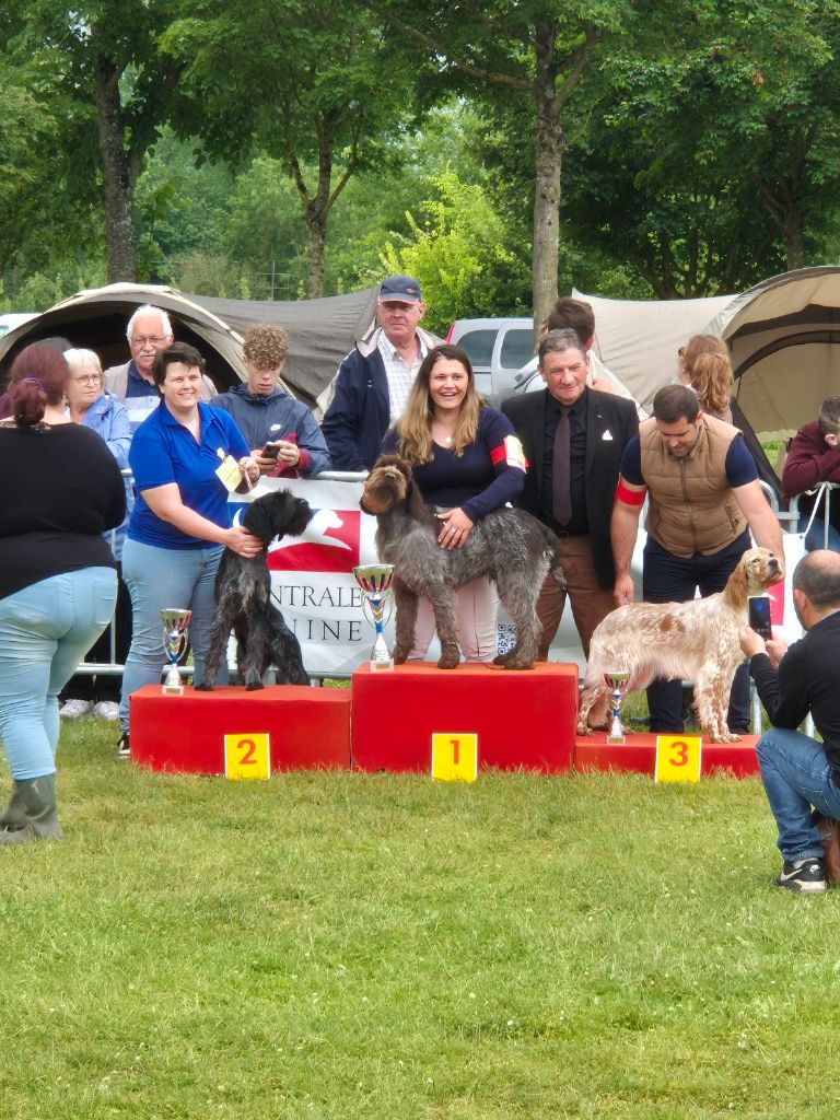Special de race setter Anglais